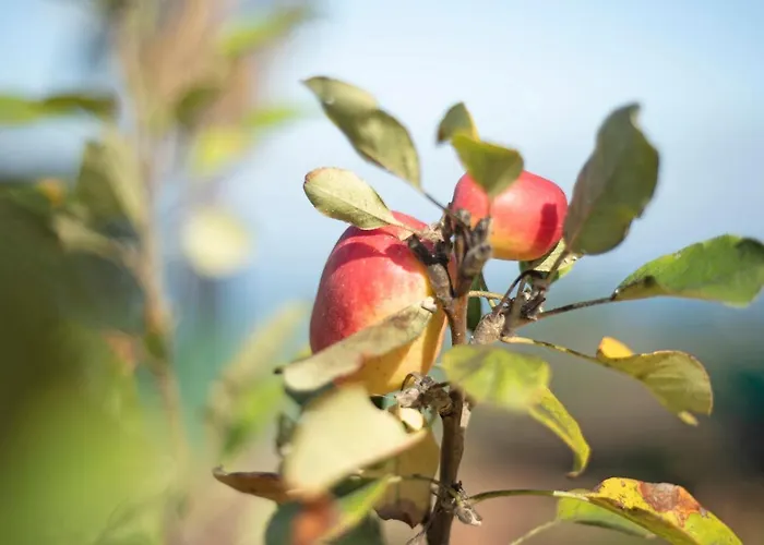 Jalon De Cameros 别墅 *